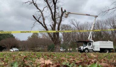 Tiny beetle, massive impact: emerald ash borer reshaping Dallas’ tree canopy