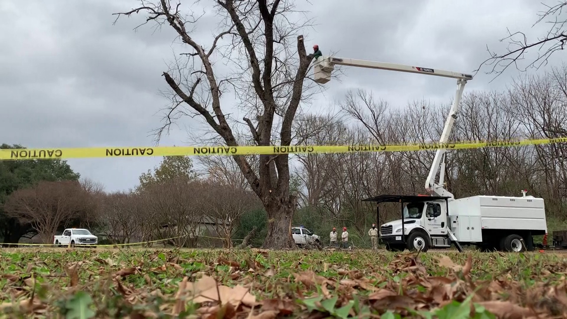 Tiny beetle, massive impact: emerald ash borer reshaping Dallas’ tree canopy
