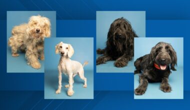 Arizona Humane Society gives dogs seized from Phoenix home a haircut and a second chance