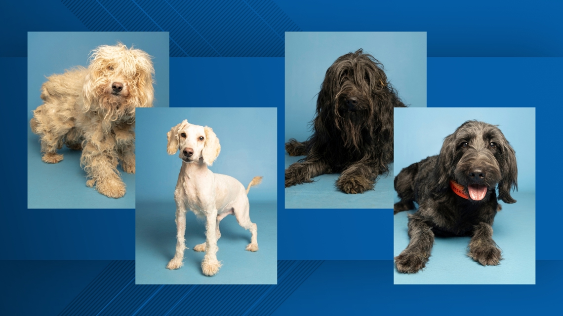 Arizona Humane Society gives dogs seized from Phoenix home a haircut and a second chance