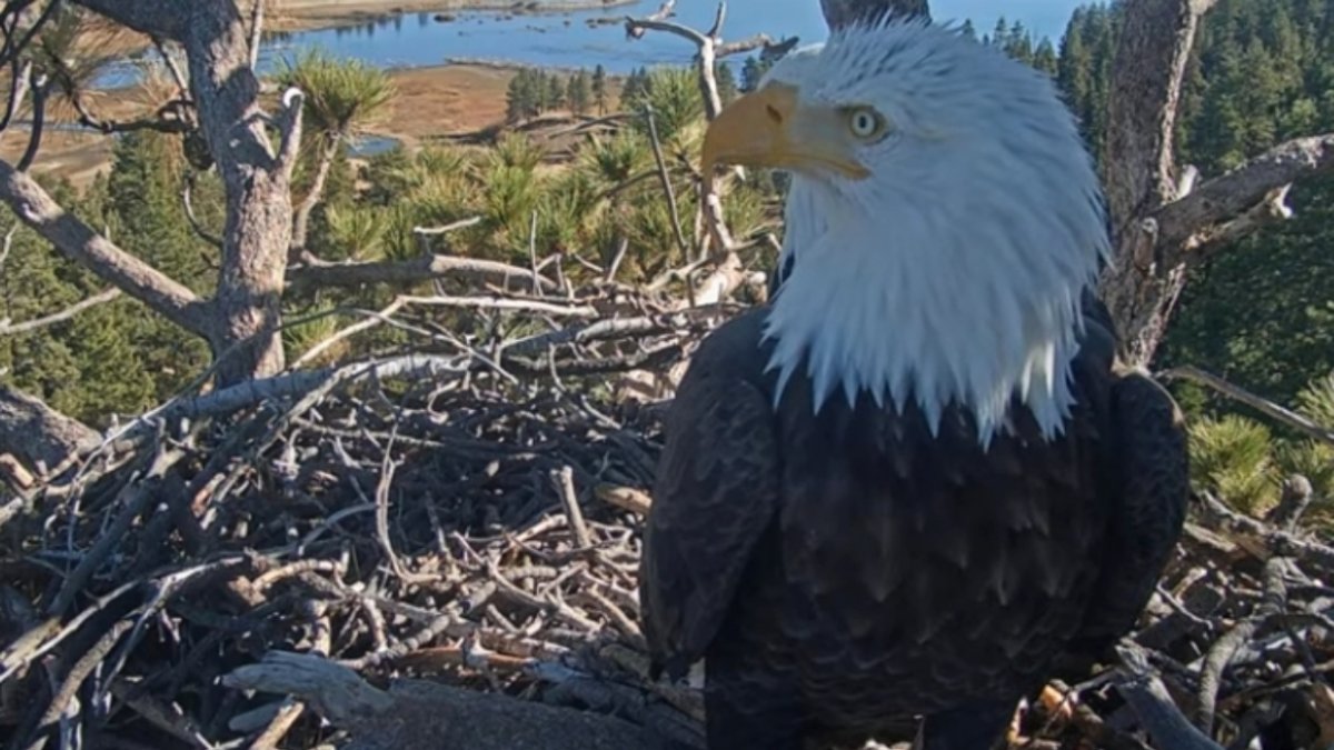 A Big Bear eagle egg has been lost, but hope for more eggs remains – NBC Los Angeles