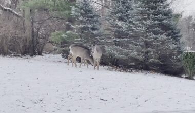 Worthington begins sharpshooter operation to reduce deer population as some residents voice concerns