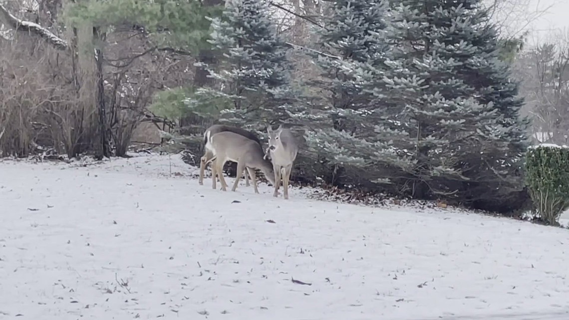 Worthington begins sharpshooter operation to reduce deer population as some residents voice concerns