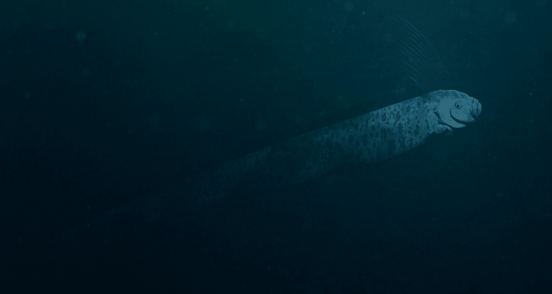 Diver Stumbles Upon Rare Deep Sea Creature Just Off California Coast