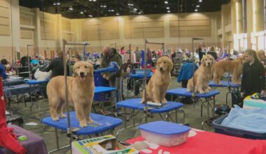 Great American Dog Show comes to Tinley Park this weekend