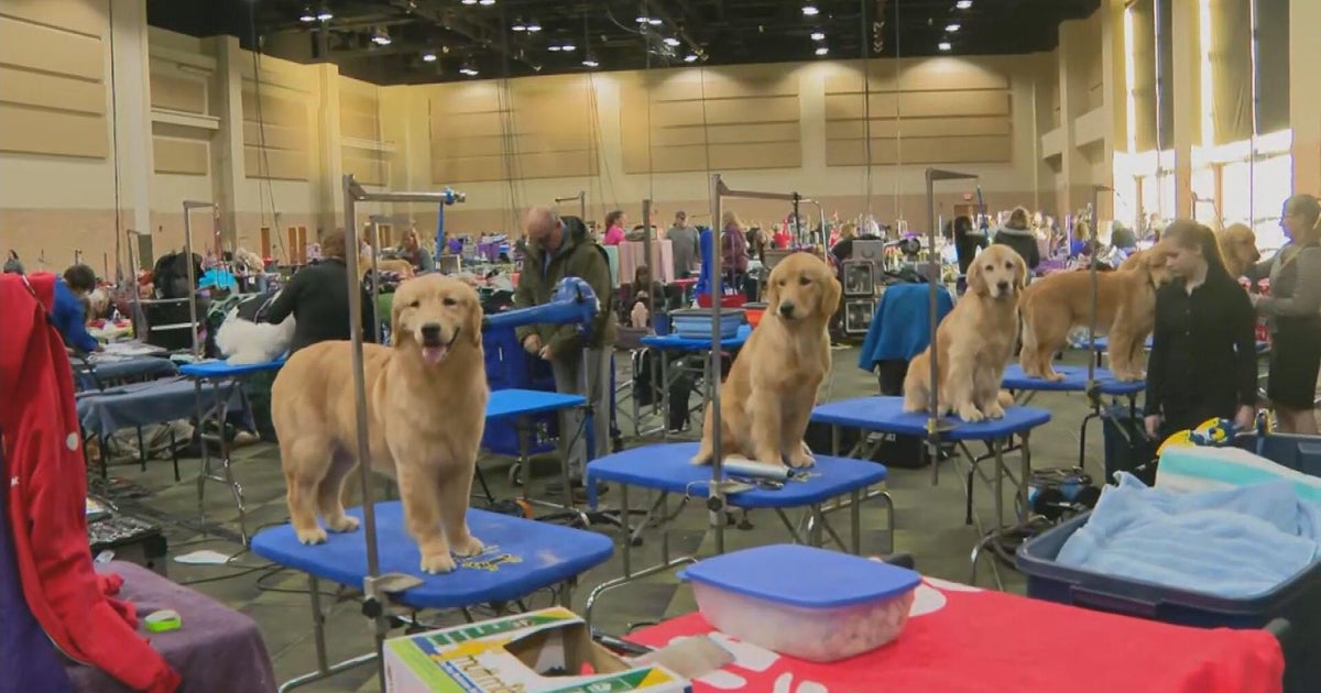 Great American Dog Show comes to Tinley Park this weekend