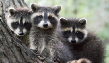 Baby Raccoons Trying to Fit Into a Tiny Tub of Water Are Too Cute to Resist