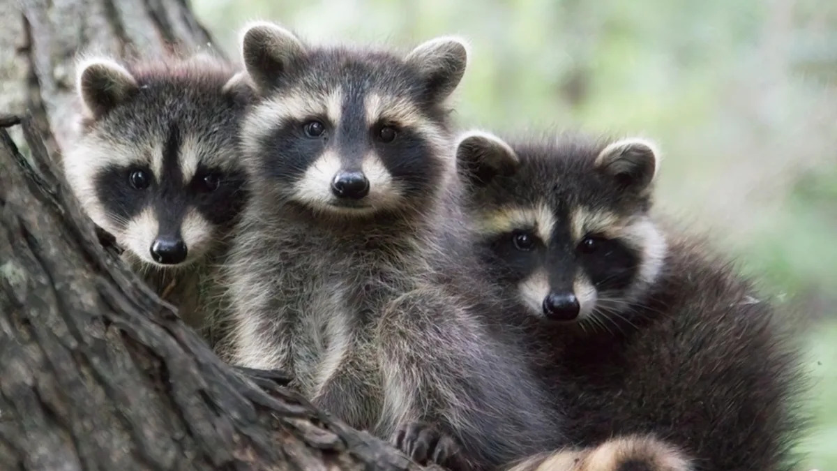 Baby Raccoons Trying to Fit Into a Tiny Tub of Water Are Too Cute to Resist
