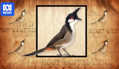 Hunt for escaped red-whiskered bulbul that has SA's fruitgrowers worried