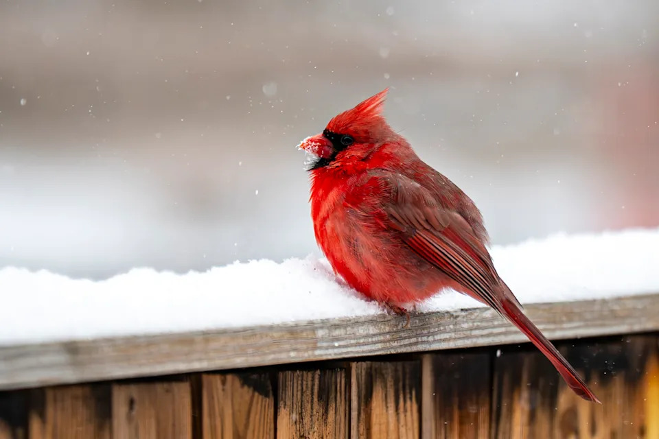 A Northern Cardinal rests on a snowy fence in the North Michigan Park neighborhood on Jan. 25, 2026 in Washington, DC.