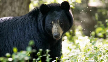 Black Bear Wanders Into Tennessee Woman's Home to Watch TV While She Naps on the Couch