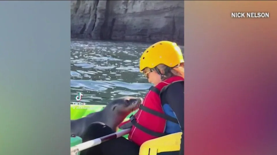 <em>Sea lion hops on woman’s kayak at the La Jolla Cove (photo credit Nick Nelson).</em>