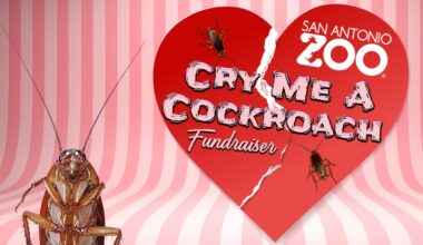 San Antonio Zoo offers Valentine's day gift with a little bite