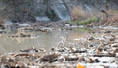 Wastewater line failure in Georgetown spills 100K gallons into San Gabriel River