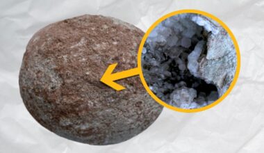A 70-million-year-old dinosaur egg found in China has revealed calcite crystals and led to the identification of a new species.