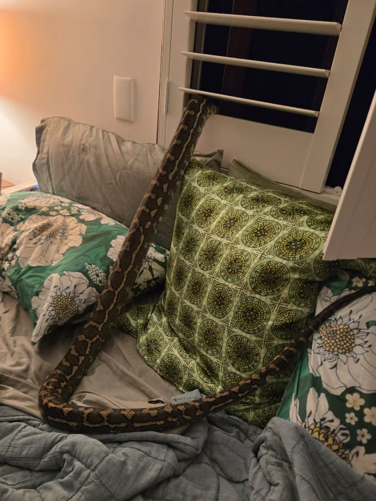 An eight-foot-long carpet python partially inside a bedroom window.