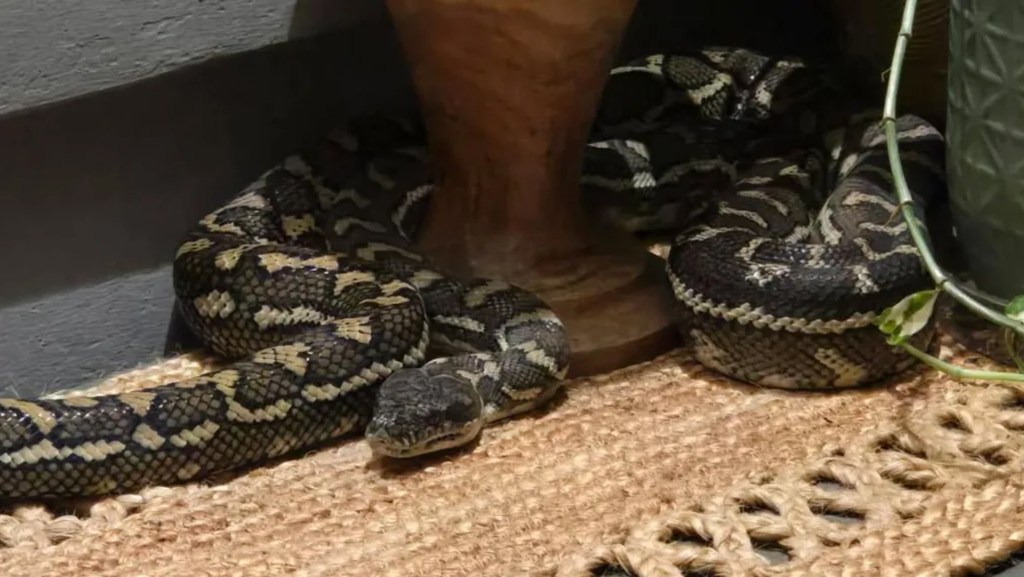 An eight-foot-long carpet python, with black, gray, and tan patterned scales, is partially visible inside a window.