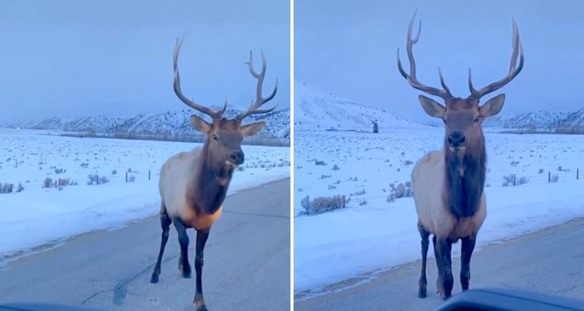 One viral Instagram video showed an elk that wasn't having any of a driver's rude behavior.