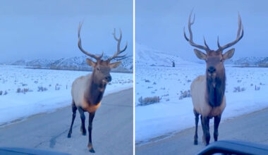 One viral Instagram video showed an elk that wasn't having any of a driver's rude behavior.