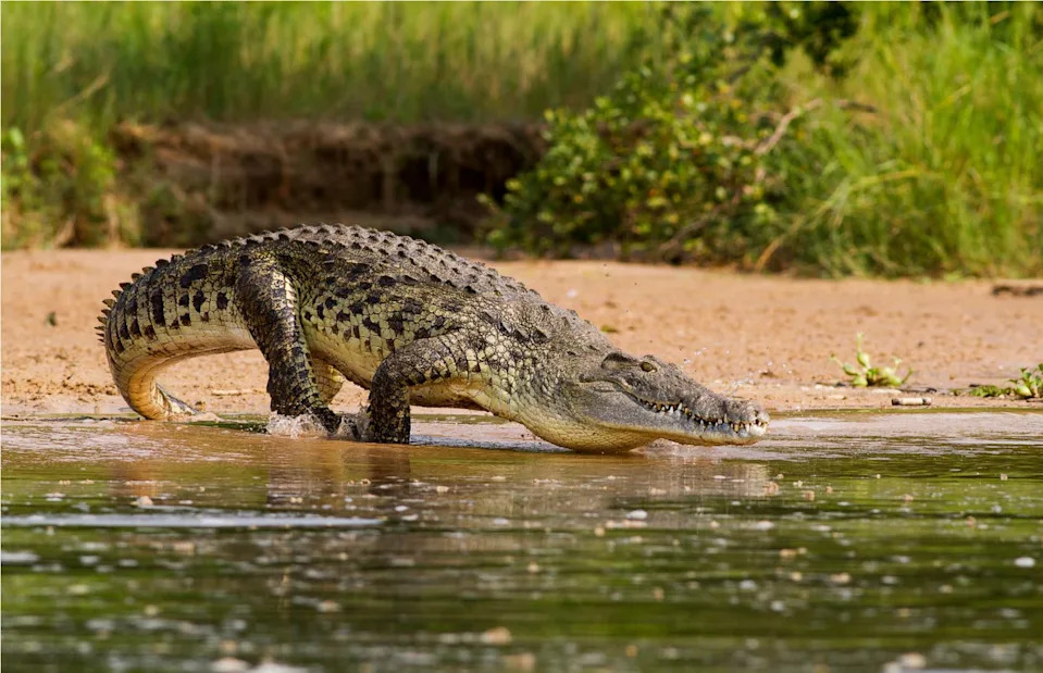 <p>diegooscar01/Shutterstock</p>