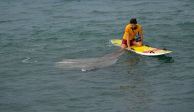 Mola Mola, an enormous Ocean Sunfish, swims with surfers then washes ashore in Cardiff