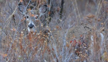 IDFG: White-tailed buck tests positive for chronic wasting disease