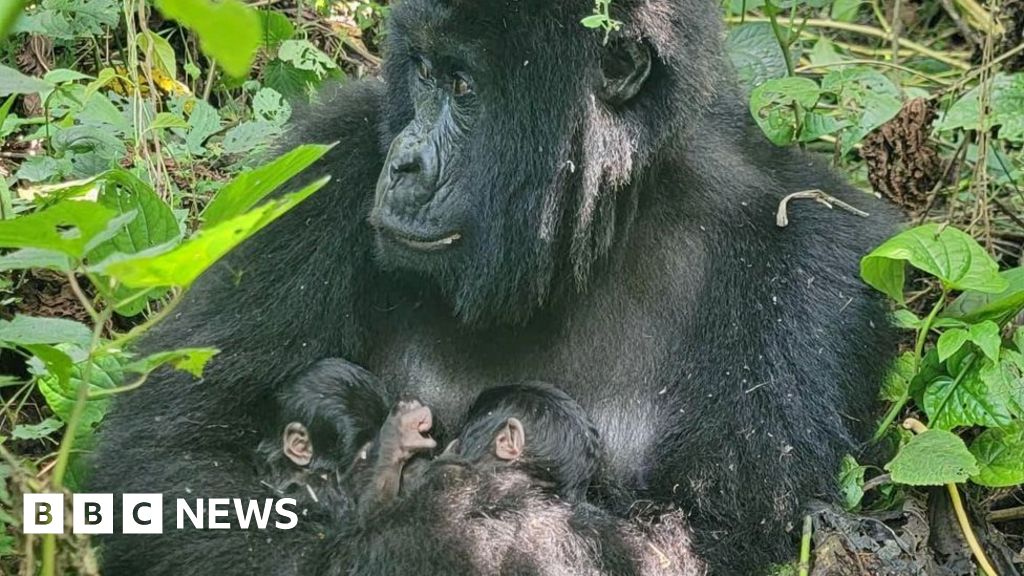 Rare mountain gorilla twins born in DR Congo's Virunga National Park
