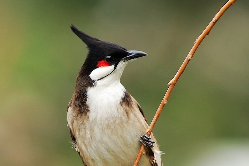 A bird balancing on a tree branch