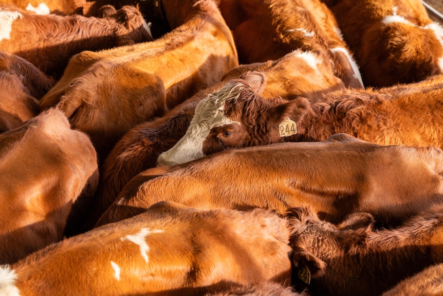 The tops of red cattle standing close together in a pen.  
