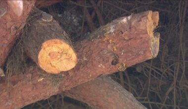 Jacksonville offers discounted limb/tree pickup for residents to help with winter storm damage