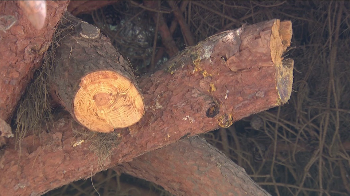 Jacksonville offers discounted limb/tree pickup for residents to help with winter storm damage