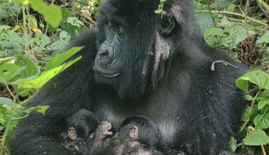 Endangered mountain gorilla gives birth to rare twins in Congo: "Major event"