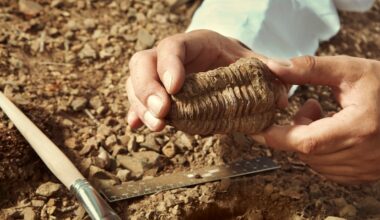 A speeding clock could solve Darwin’s mystery of gaps in animal fossil records