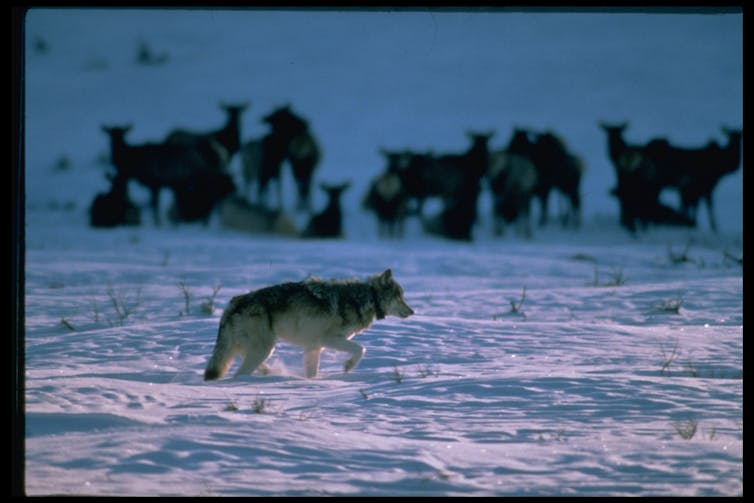A wolf walking through snow, with a herd of deer in the background.