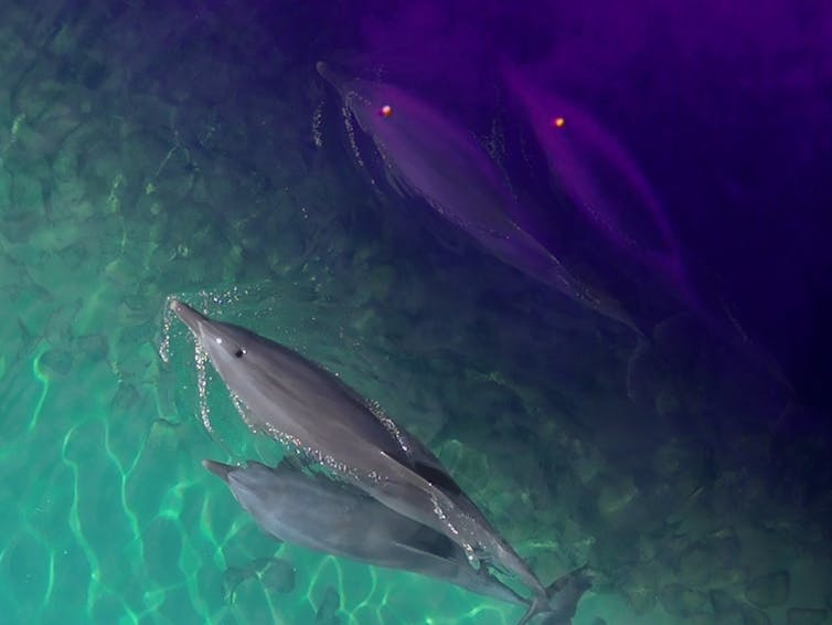 Four dolphins, two of which appear in purple and pink thermal tones.