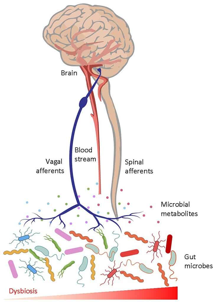 Diagram showing the pathway by which gut microbes affect the brain