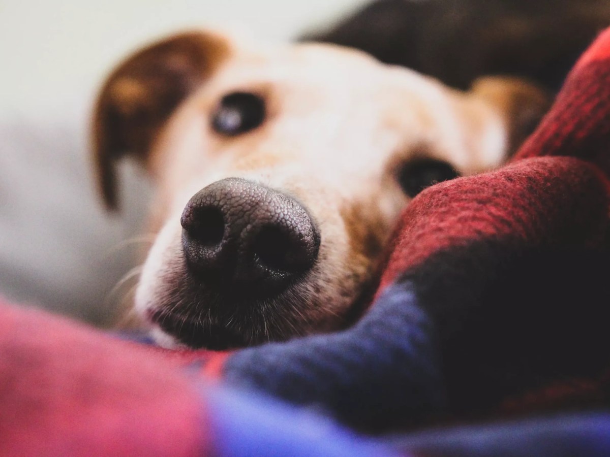 San Antonio’s God’s Dogs Rescue needs temporary fosters ahead of this week’s freeze