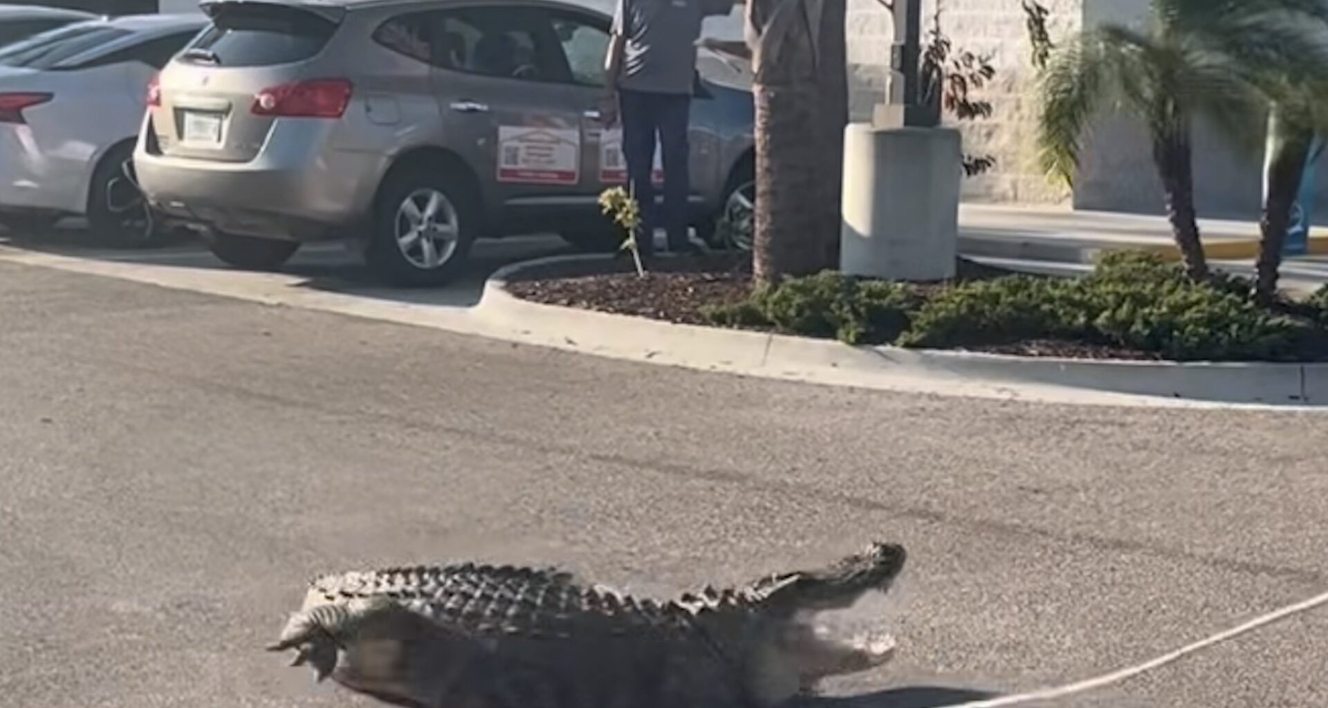 Law enforcement officers responded to calls to remove a 10-foot alligator outside a 7-Eleven convenience store in Florida.