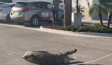 Law enforcement officers responded to calls to remove a 10-foot alligator outside a 7-Eleven convenience store in Florida.