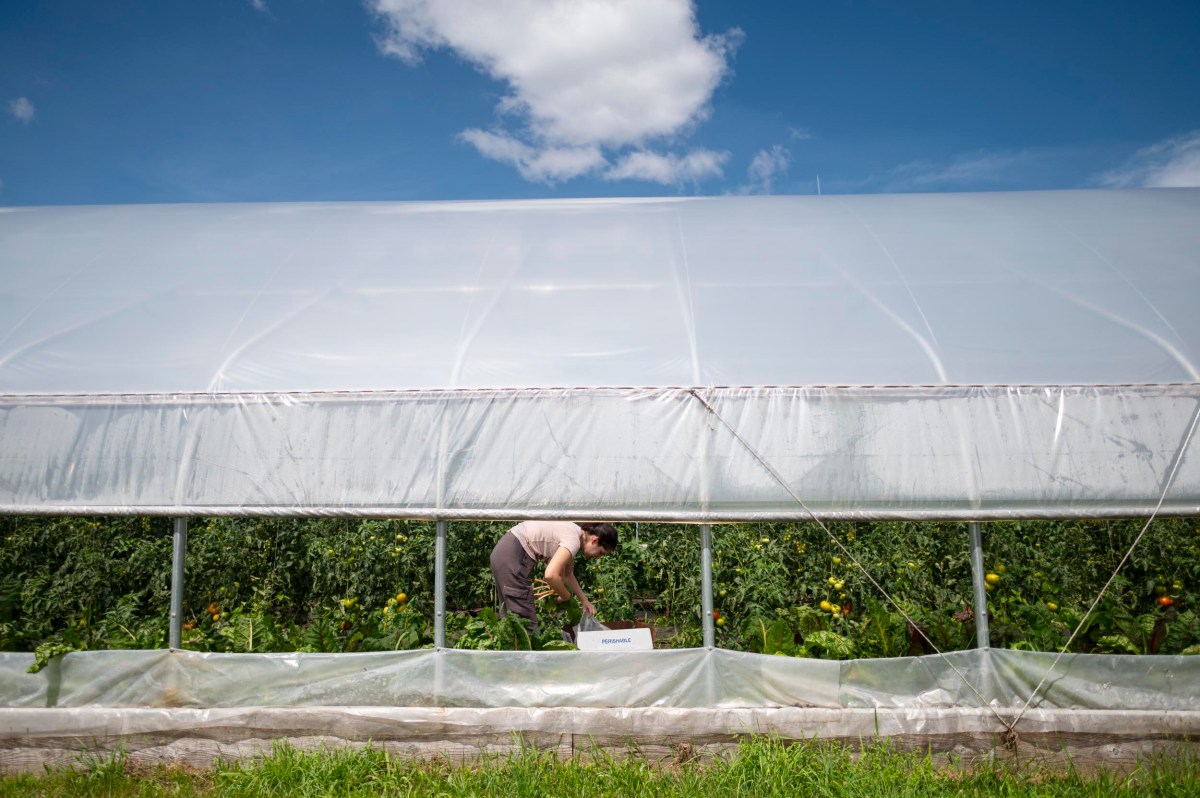 A person bends over to tend to plants inside a greenhouse on a sunny day, with a box placed on the ground nearby.