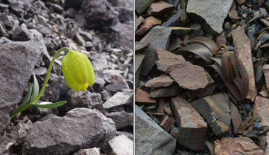 This Medicinal Plant Evolved To Stay Hidden From Humans