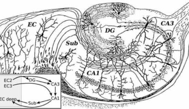 Neuroscience News logo for mobile.