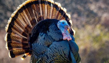 Public asked to report wild turkey flock sightings in Pennsylvania to aid population research – WPXI