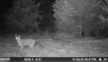 Bobcat spotted at MetroPark in Montgomery County – WHIO TV 7 and WHIO Radio