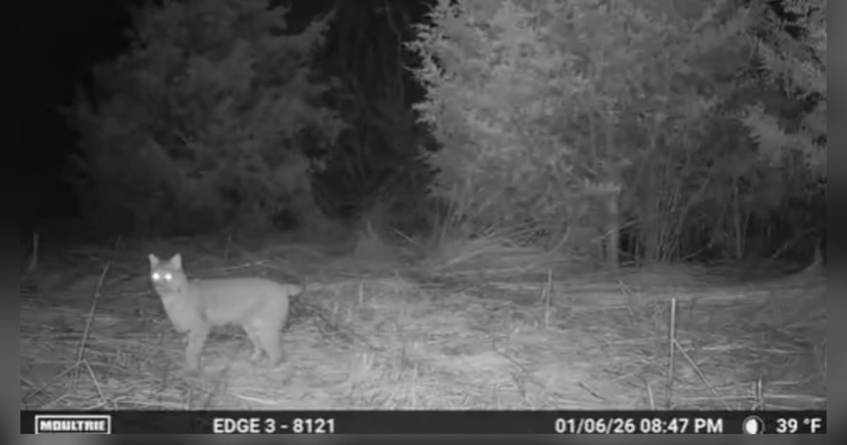 Bobcat spotted at MetroPark in Montgomery County – WHIO TV 7 and WHIO Radio