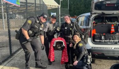 Raccoon caught after seen raiding garden section at Marysville grocery store – KIRO 7 News Seattle