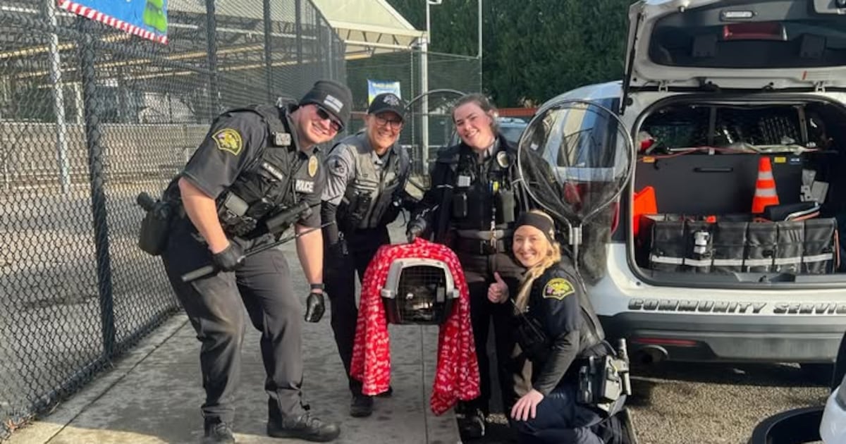 Raccoon caught after seen raiding garden section at Marysville grocery store – KIRO 7 News Seattle