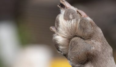 Florida’s new animal cruelty database draws criticism for limited information – Action News Jax