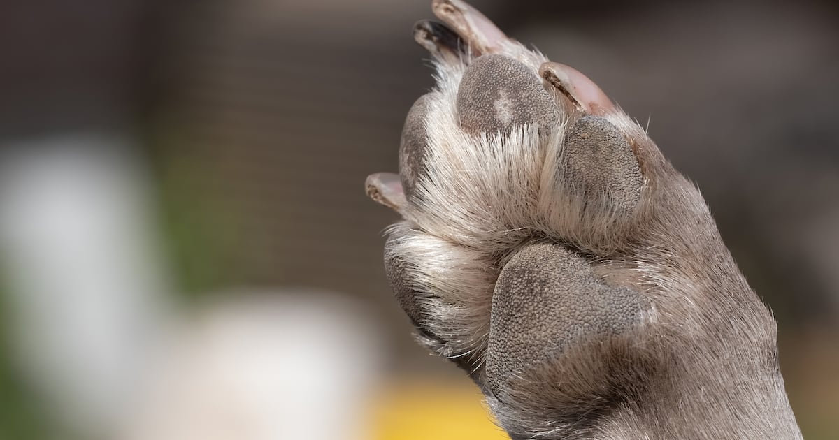 Florida’s new animal cruelty database draws criticism for limited information – Action News Jax