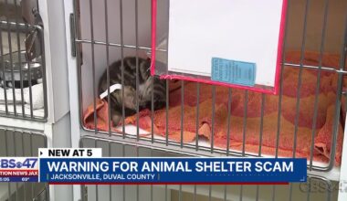 Jacksonville Humane Society urges public to beware of pet-related scams – Action News Jax